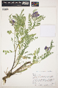 Image of Astragalus gracilis