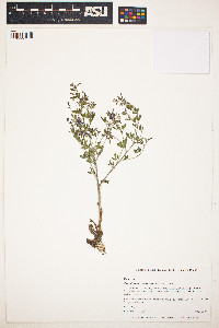 Psoralea tenuiflora image