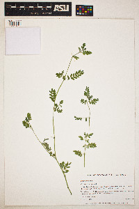 Tribulus terrestris image