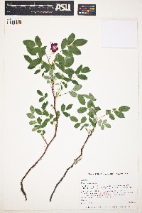 Rosa woodsii image