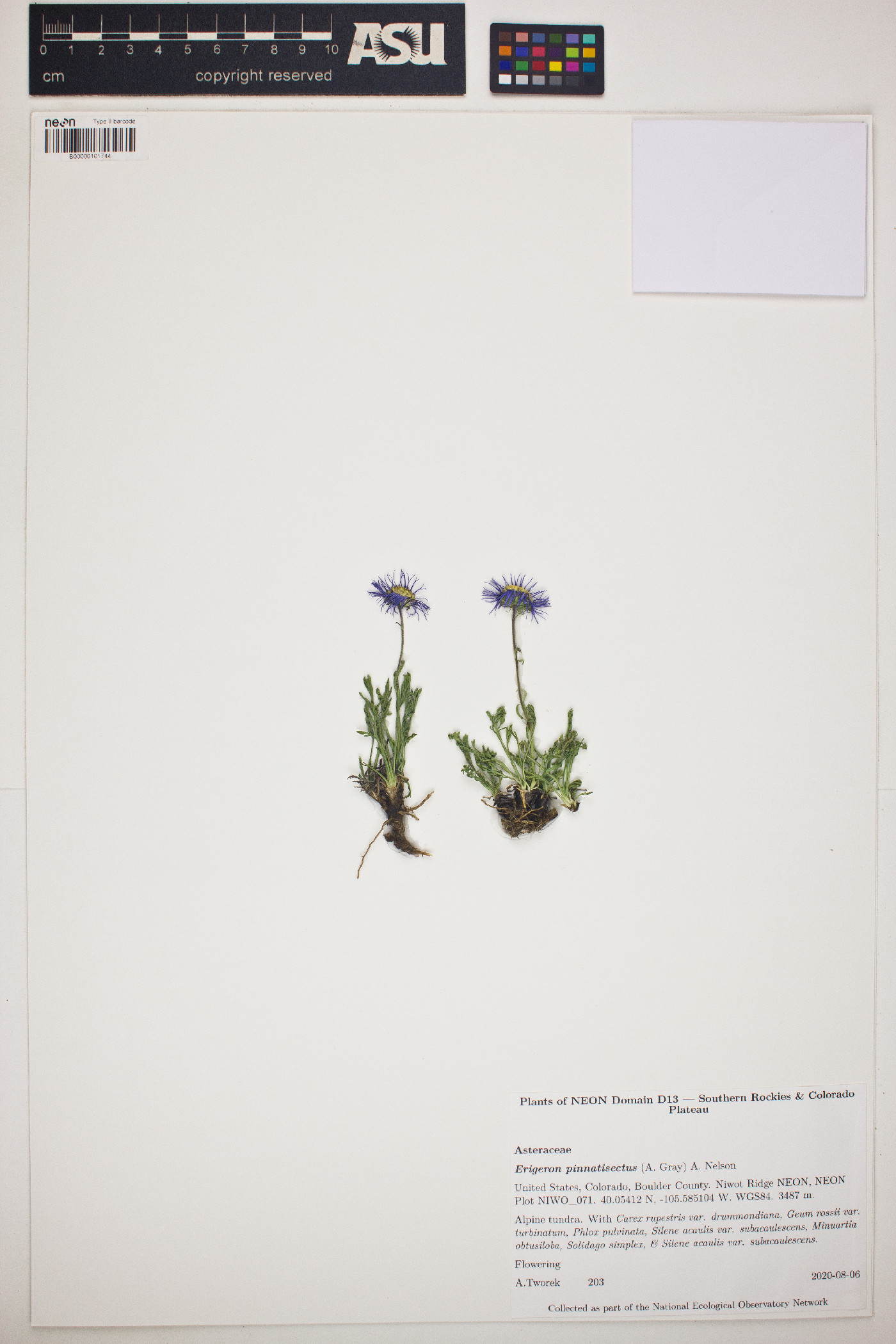 Erigeron pinnatisectus image