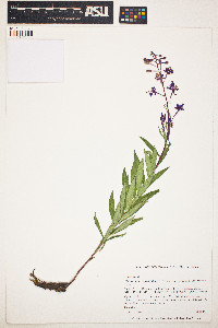 Epilobium angustifolium subsp. circumvagum image
