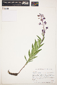 Chamaenerion angustifolium subsp. circumvagum image