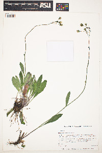 Pilosella albiflora image