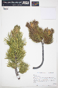 Pinus flexilis image