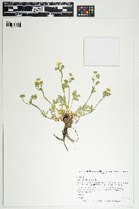 Image of Potentilla diversifolia