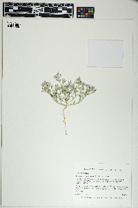 Chenopodium incanum image