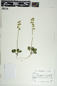 Pyrola chlorantha image