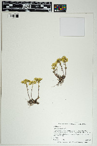 Sedum lanceolatum image