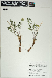 Lomatium foeniculaceum image