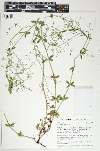 Galium pilosum image