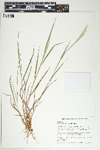 Bothriochloa laguroides image