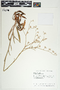 Image of Eriogonum longifolium