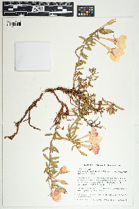 Oenothera hartwegii subsp. fendleri image