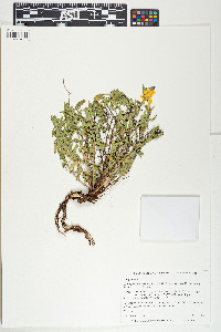 Calylophus hartwegii subsp. fendleri image