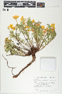 Calylophus hartwegii subsp. fendleri image