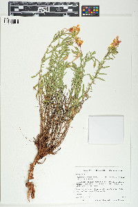 Calylophus hartwegii subsp. fendleri image