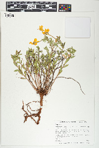 Calylophus hartwegii subsp. fendleri image