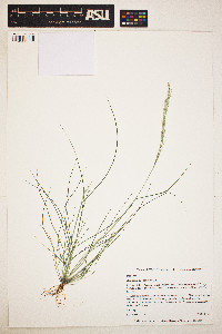 Aristida adscensionis image