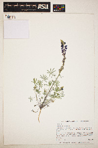 Lupinus sparsiflorus image