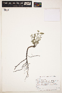 Image of Eriogonum microthecum