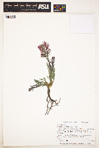 Image of Castilleja angustifolia