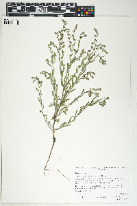 Lappula occidentalis image