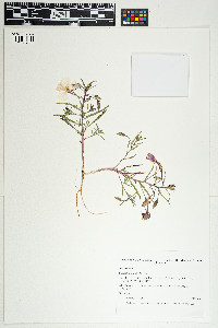 Image of Oenothera pallida