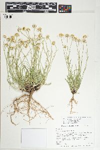 Erigeron pulcherrimus image