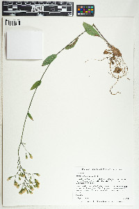 Pilosella albiflora image