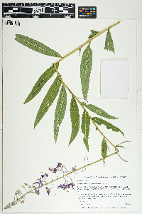 Epilobium angustifolium subsp. angustifolium image