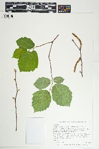 Corylus cornuta image