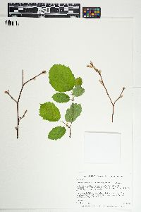 Corylus cornuta image