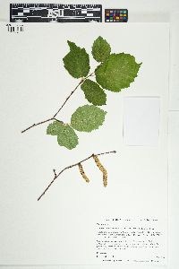 Corylus cornuta image