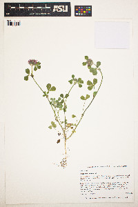 Image of Trifolium hirtum