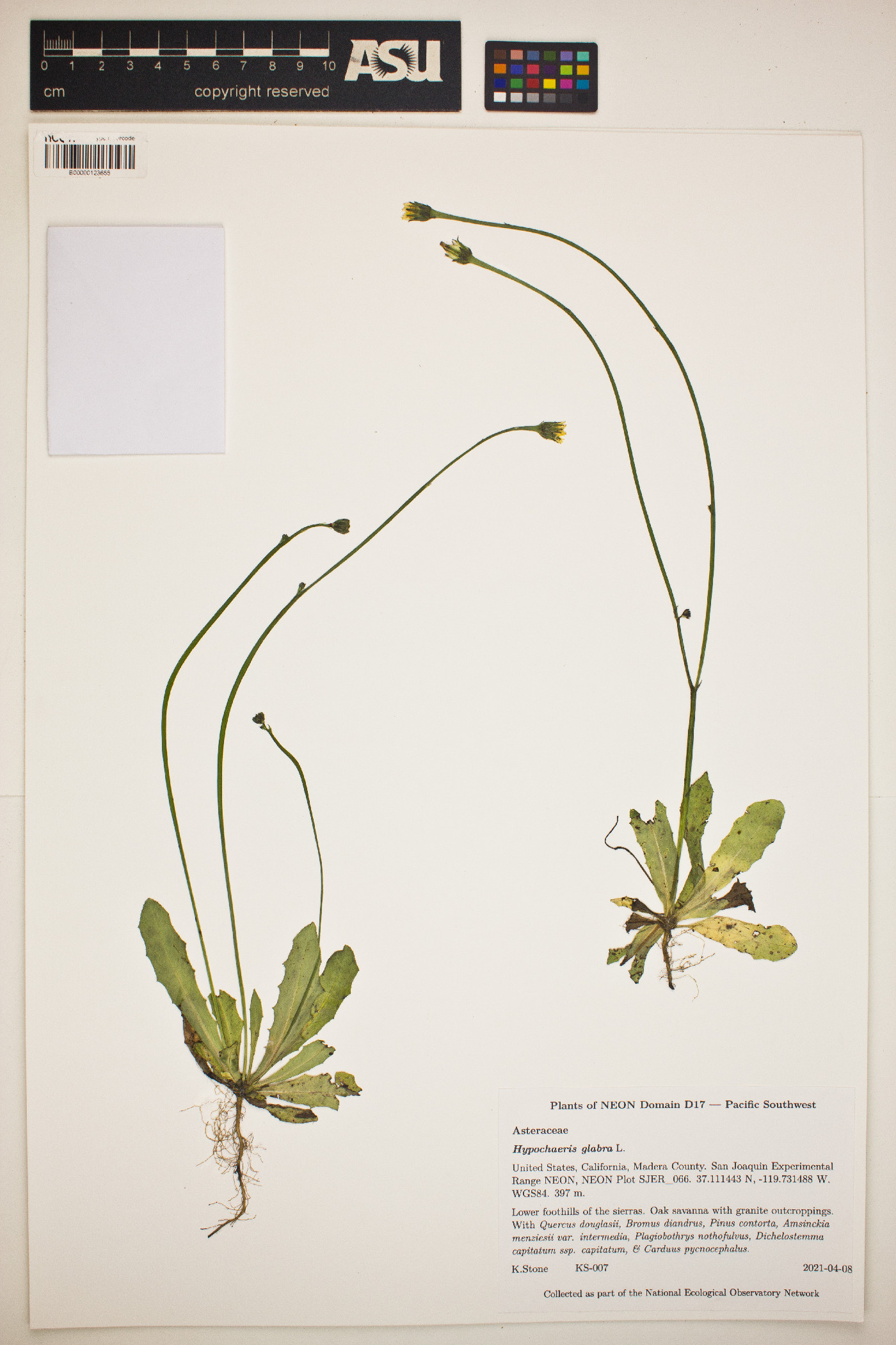 Hypochaeris glabra image