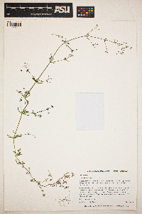 Galium aparine image