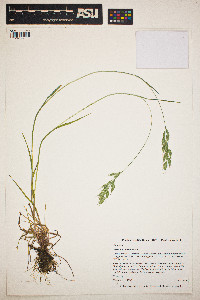 Bromus hordeaceus image