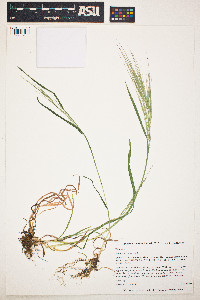 Bromus diandrus image