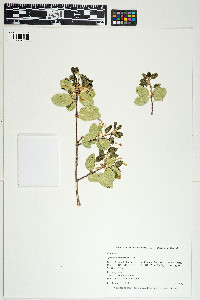 Image of Quercus wislizeni