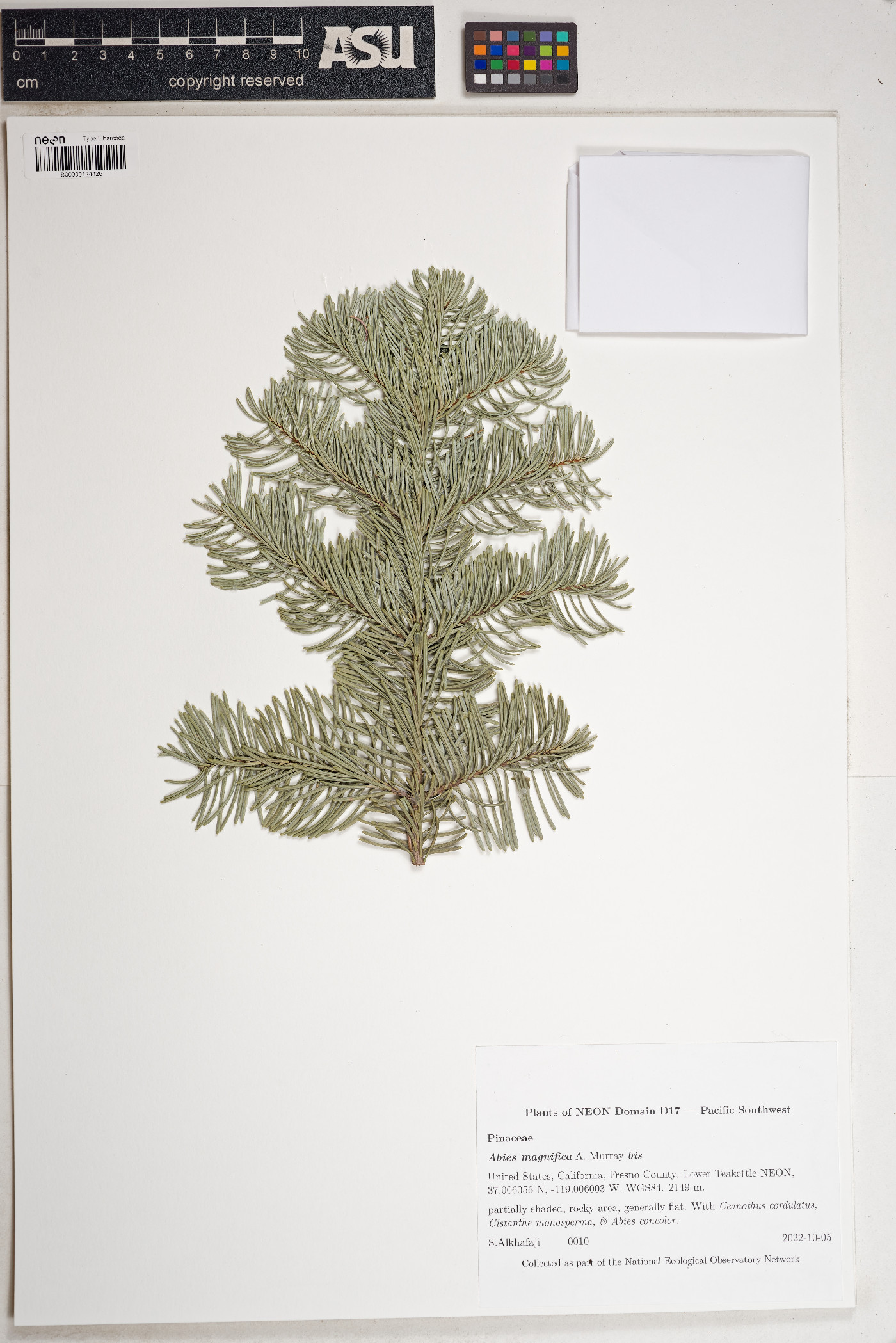 Abies magnifica image