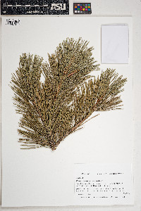 Image of Pinus contorta