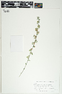 Syrmatium argophyllum image