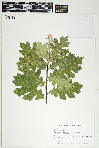 Image of Quercus kelloggii