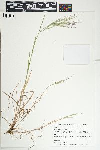 Bromus diandrus image