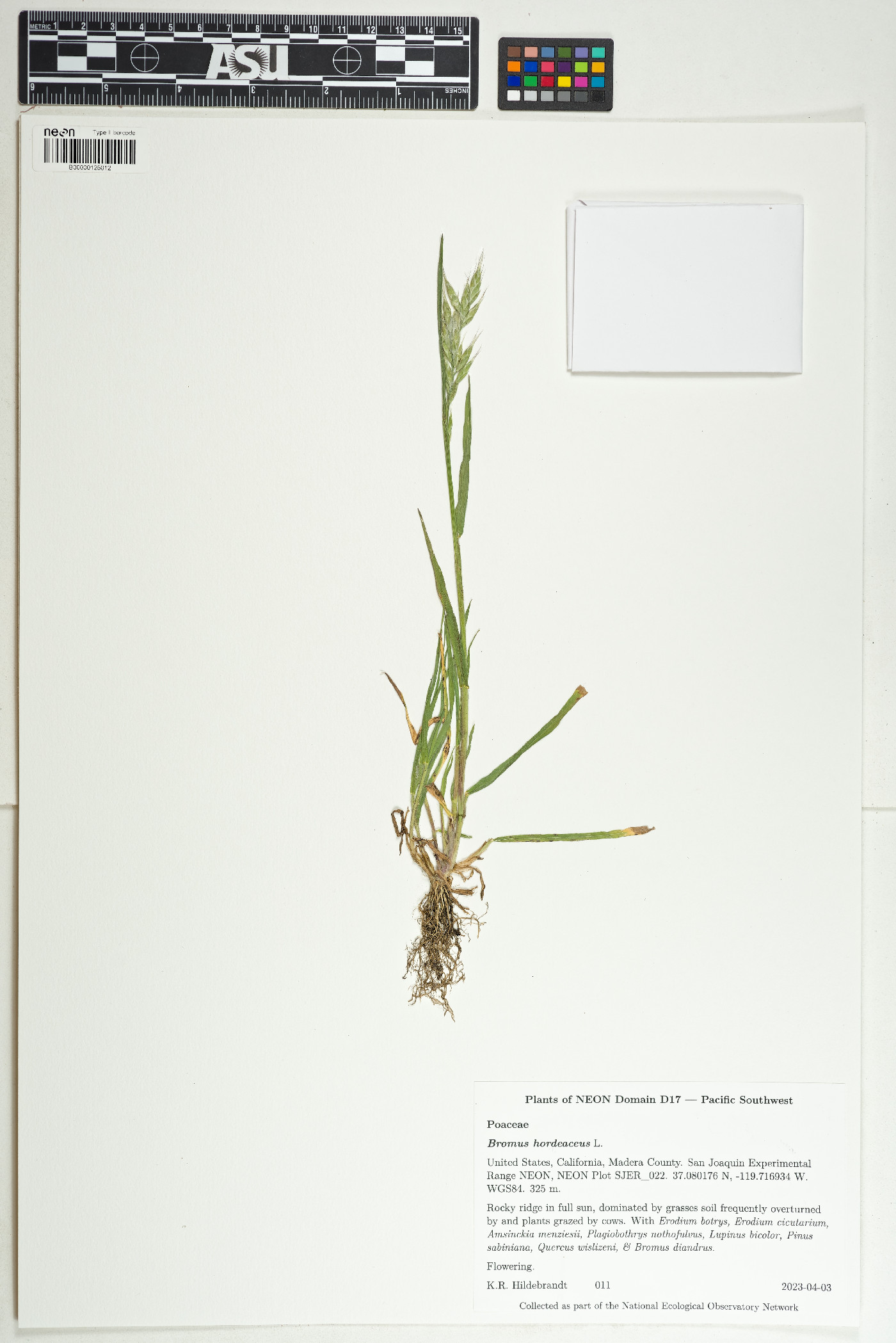 Bromus hordeaceus image