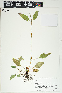 Prunella vulgaris image