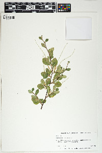 Cercocarpus montanus image