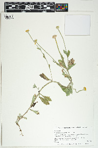 Image of Eriophyllum lanatum