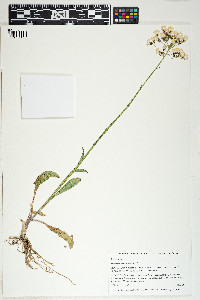 Senecio aronicoides image